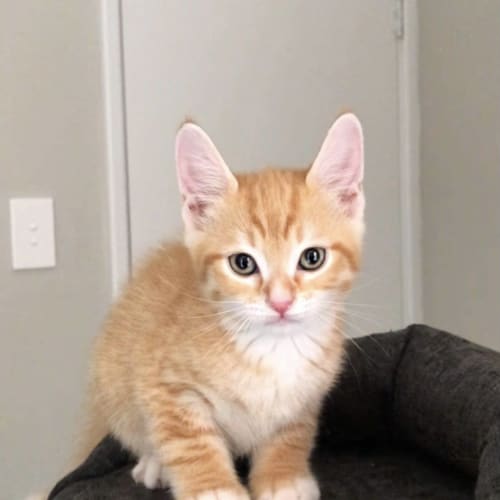 Tobias