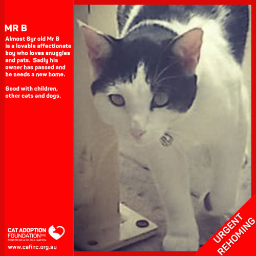 Mr B