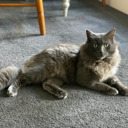 Pumba Prince Of Cats