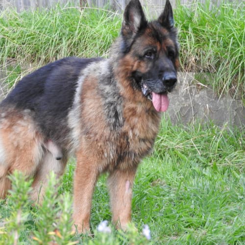 Pedro