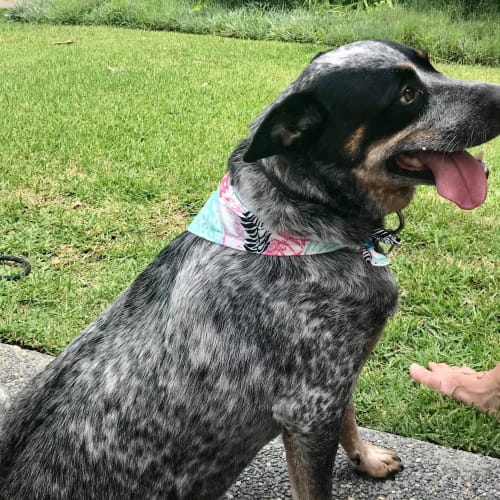 Biff ~ 4yr Old Cattle Dog 