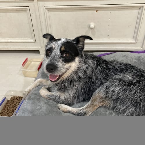 Poppy ~ 3yr Old Cattle Dog X (On Trial 20/2/21)