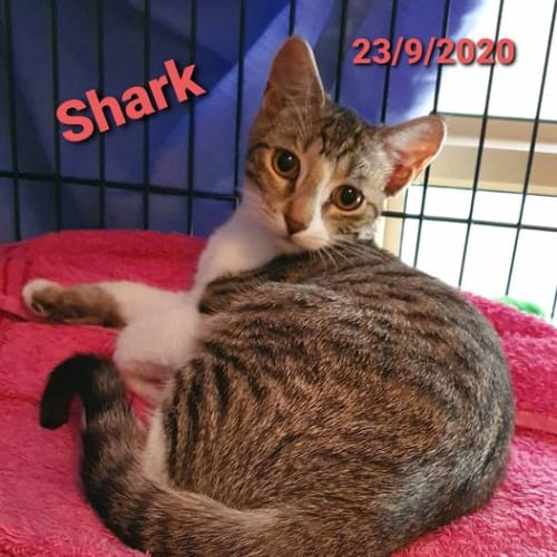 Shark