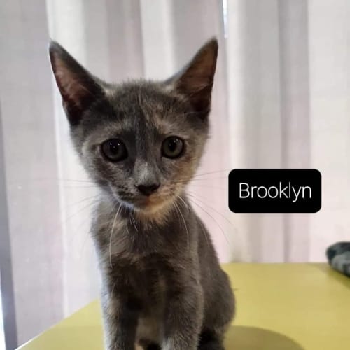 Brooklyn