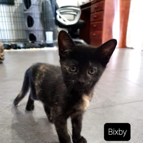 Bixby