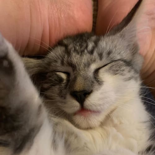 Dewey