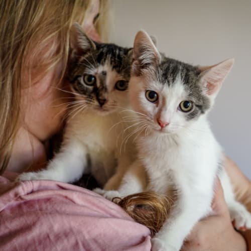 Dorothy ~ 14 w/o kitten (on trial 14/2/21)