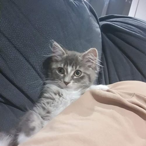 Fuzzy