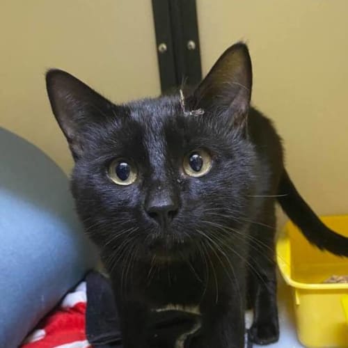 Holden