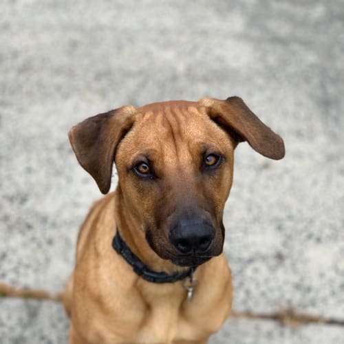 Doug - Assisted Rehome 🐾