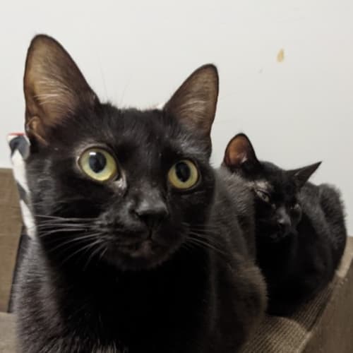 Mellie and Topher (bonded pair)