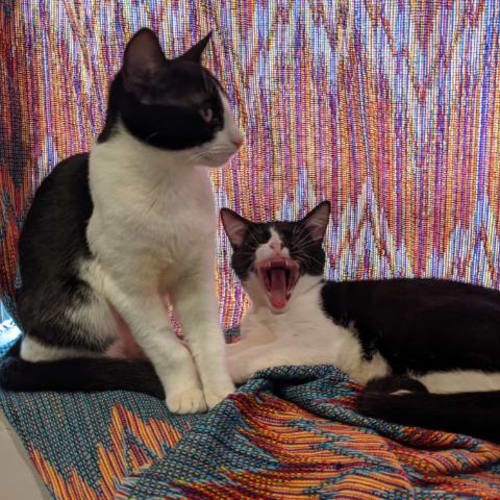 Echo and Whiskey (bonded pair)