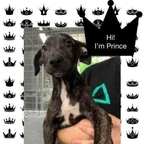 Prince