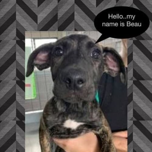 Beau