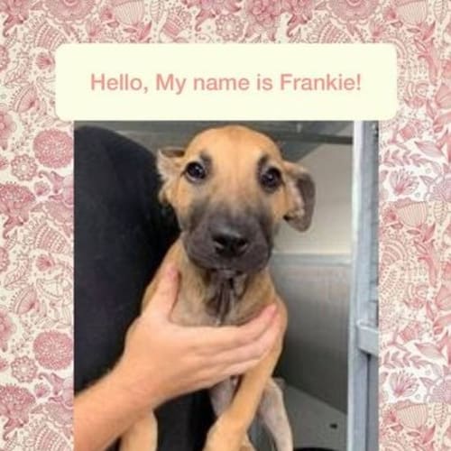 Frankie