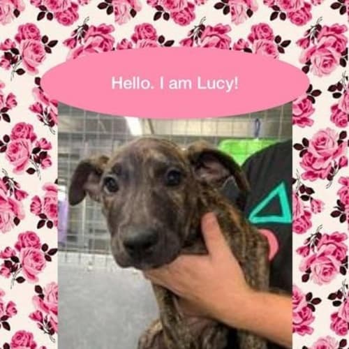 Lucy