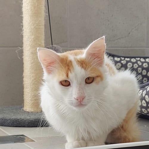 Leo