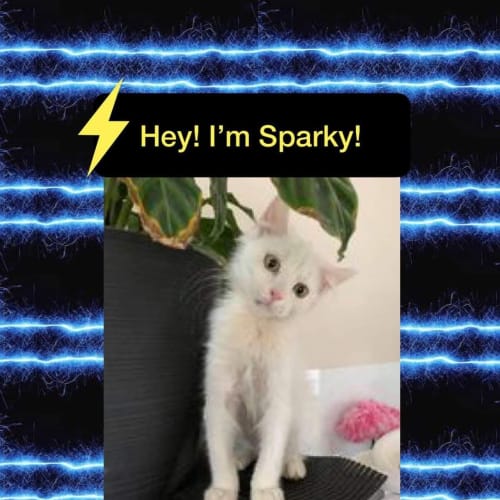 Sparky