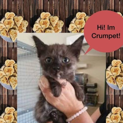 Crumpet