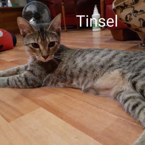 Tinsel