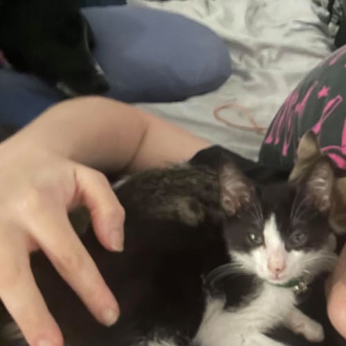 Mikie