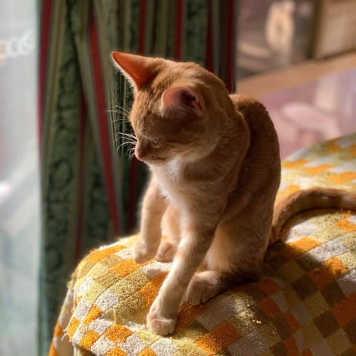 Saffron