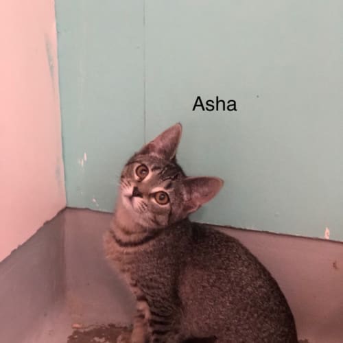 Asha