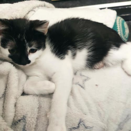 Oreo Cotton
