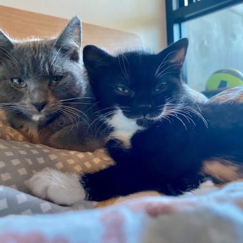 Pecan & Kara Cafecat