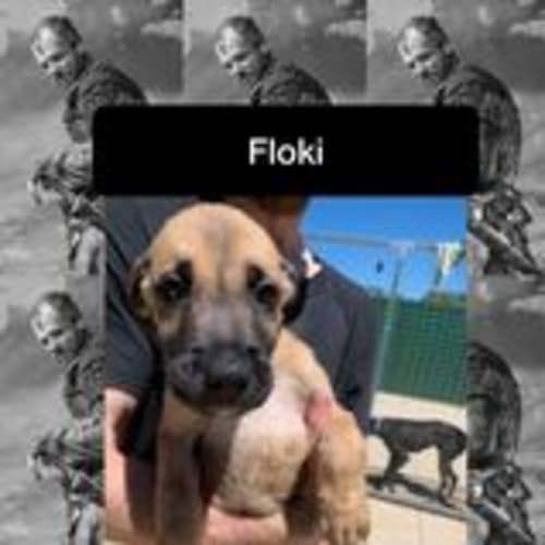 Floki