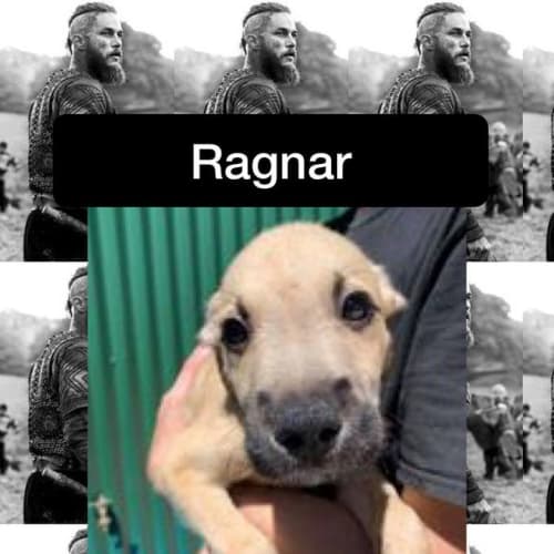 Ragnar