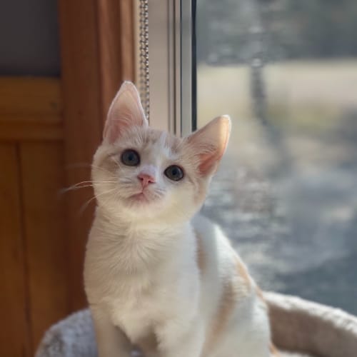 Munchkin