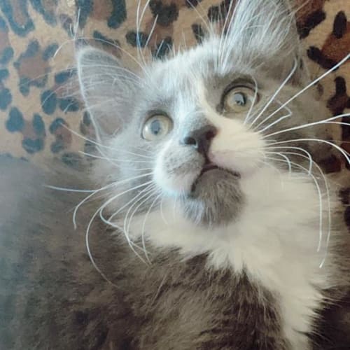 Robin The Sweet Grey Tuxie Kitty