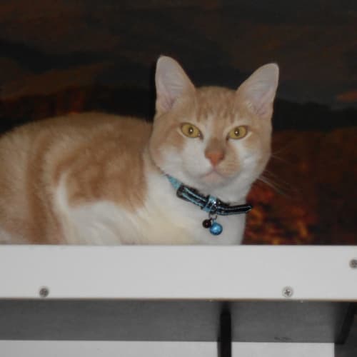 Oliver