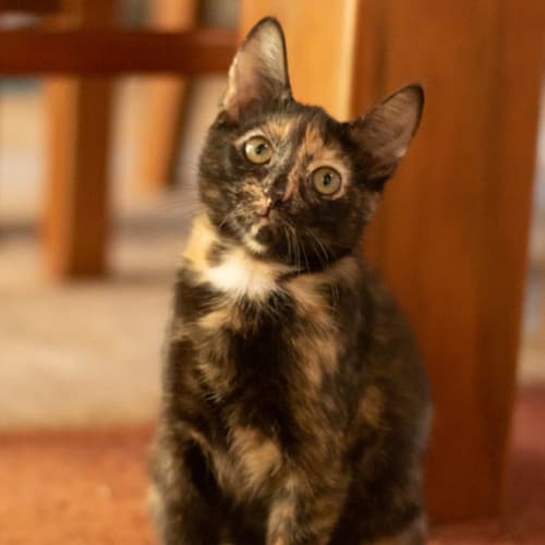 Pippy ~ 5 month old kitten (on trial 17/2/21)