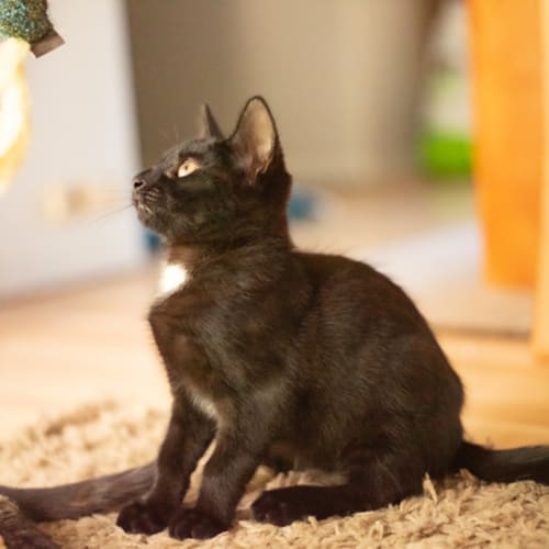 Rascal ~ 4 month old kitten (on trial 17/2/21)