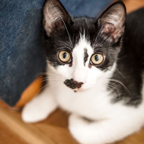 Lucky ~ 14 week old male kitten