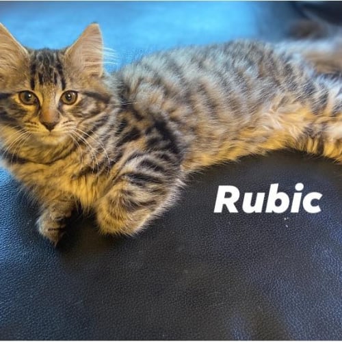 Rubic