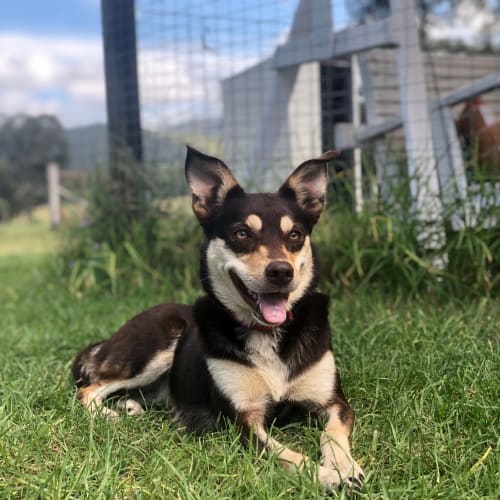 Pebbles ~ 3yr Old Kelpie(On trial 13/03/21)