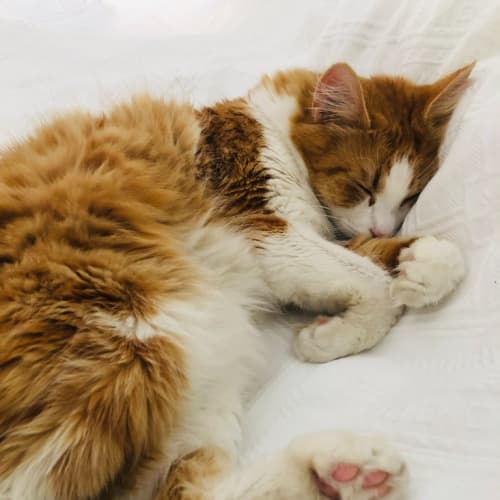 Nancy The Floof Queen