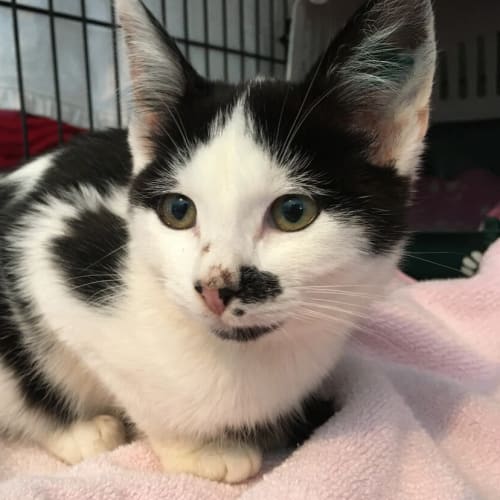 Mae