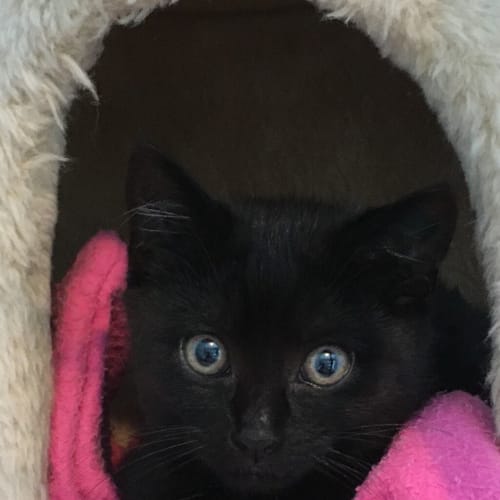 Harriet