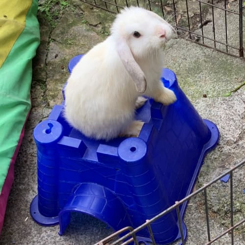 Chablis Chardonnay Champaign   - Lop Eared Rabbit