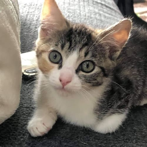 Matilda