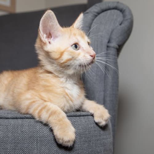 Hugo