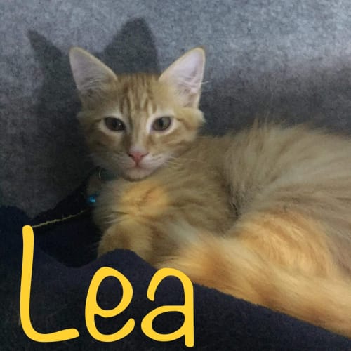 Lea