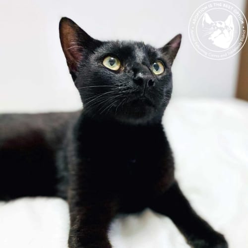 Panther