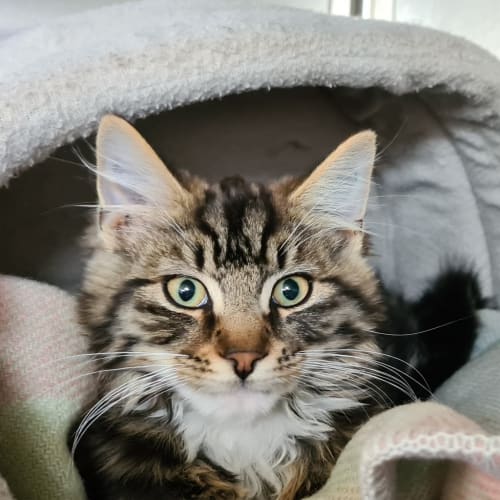 Harvey (adoption Pending)