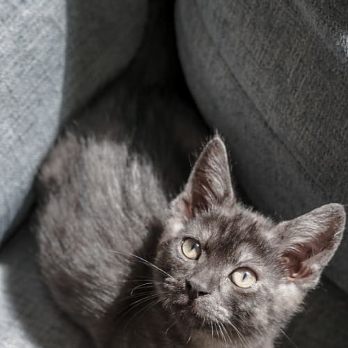 Arthur ~ 12 week old kitten 