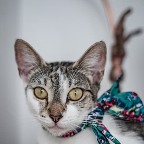 Maya ~ 1 year old cat (on trial 8/3/21)